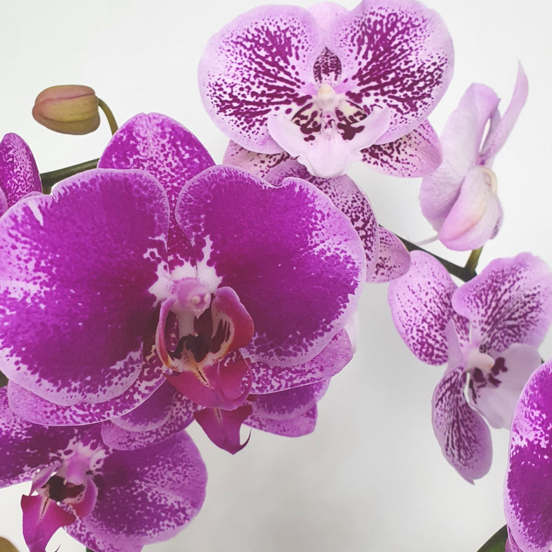 Phalaenopsis Orchid | Plant